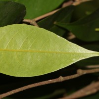 Doona cordifolia Thwaites